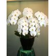 東京都中央区銀座ニューフラワーの花　★ホワイト胡蝶蘭鉢(五本立ち)★