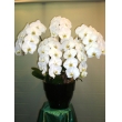 東京都中央区銀座ニューフラワーの花　ホワイト☆胡蝶蘭（５本立ち）