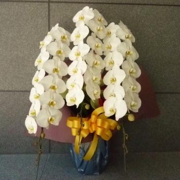 ありがとうございました。　開店御祝、胡蝶蘭｜「銀座ニューフラワー」　（東京都中央区の花キューピット加盟店 花屋）のブログ