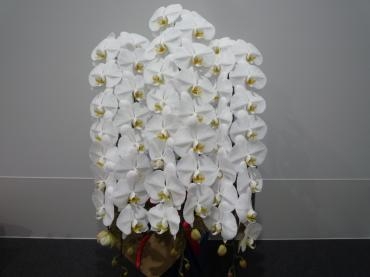 周年祝　胡蝶蘭　ご注文ありがとうございました。｜「銀座ニューフラワー」　（東京都中央区の花キューピット加盟店 花屋）のブログ