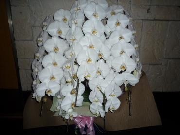 周年祝　胡蝶蘭５本立、ご注文ありがとうございました。｜「銀座ニューフラワー」　（東京都中央区の花キューピット加盟店 花屋）のブログ