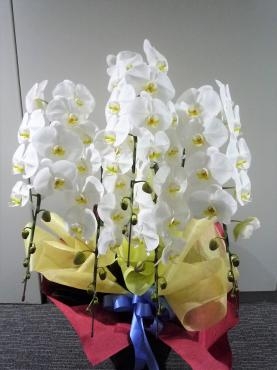 設立記念御祝、胡蝶蘭鉢ご注文ありがとうございました。｜「銀座ニューフラワー」　（東京都中央区の花キューピット加盟店 花屋）のブログ