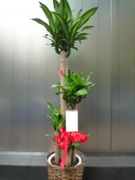 法人移転、御祝・観葉植物、ご注文ありがとうございました。｜「銀座ニューフラワー」　（東京都中央区の花キューピット加盟店 花屋）のブログ