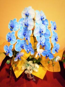 御祝、ブルー胡蝶蘭、御注文ありがとうございました。｜「銀座ニューフラワー」　（東京都中央区の花キューピット加盟店 花屋）のブログ