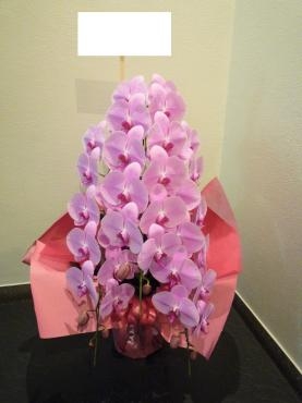 御祝、ピンク胡蝶蘭　御注文ありがとうございました。｜「銀座ニューフラワー」　（東京都中央区の花キューピット加盟店 花屋）のブログ