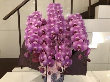 御祝ピンク胡蝶蘭、御注文ありがとうございました。｜「銀座ニューフラワー」　（東京都中央区の花キューピット加盟店 花屋）のブログ