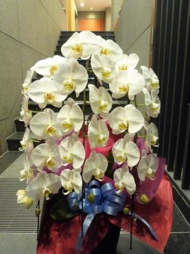 開店、御祝・胡蝶蘭、ご注文ありがとうございました。｜「銀座ニューフラワー」　（東京都中央区の花キューピット加盟店 花屋）のブログ
