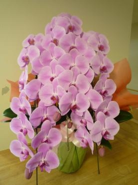 引っ越し御祝・ピンク胡蝶蘭、御注文ありがとうございました。｜「銀座ニューフラワー」　（東京都中央区の花キューピット加盟店 花屋）のブログ