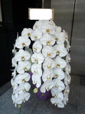 開店御祝、胡蝶蘭、ご注文ありがとうございました。｜「銀座ニューフラワー」　（東京都中央区の花キューピット加盟店 花屋）のブログ