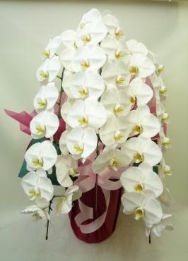 移転御祝、胡蝶蘭ご注文ありがとうございました。｜「銀座ニューフラワー」　（東京都中央区の花キューピット加盟店 花屋）のブログ