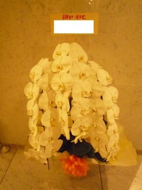 御祝・胡蝶蘭、御注文ありがとうございました。｜「銀座ニューフラワー」　（東京都中央区の花キューピット加盟店 花屋）のブログ
