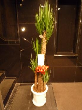 御祝、観葉植物ご注文誠にありがとうございました。｜「銀座ニューフラワー」　（東京都中央区の花キューピット加盟店 花屋）のブログ