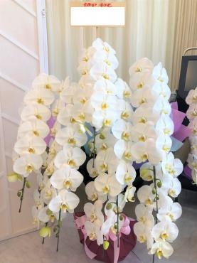 御祝、胡蝶蘭８本立　ご注文ありがとうございました。｜「銀座ニューフラワー」　（東京都中央区の花キューピット加盟店 花屋）のブログ