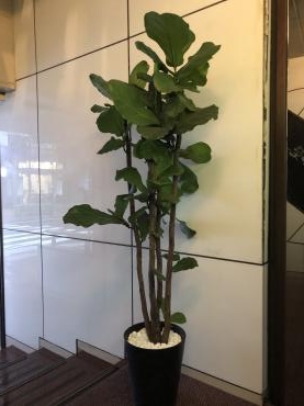 御祝、観葉植物ご注文ありがとうございました。｜「銀座ニューフラワー」　（東京都中央区の花キューピット加盟店 花屋）のブログ
