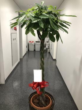 開業お祝い、観葉植物鉢物　ご注文ありがとうございました。｜「銀座ニューフラワー」　（東京都中央区の花キューピット加盟店 花屋）のブログ