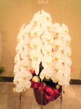 御祝、胡蝶蘭　ご注文ありがとうございました。｜「銀座ニューフラワー」　（東京都中央区の花キューピット加盟店 花屋）のブログ