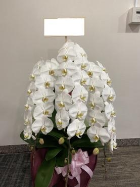 御祝、コチョウラン鉢ご注文ありがとうございました。｜「銀座ニューフラワー」　（東京都中央区の花キューピット加盟店 花屋）のブログ