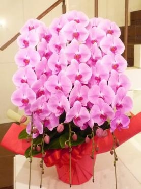 御祝、コチョウラン鉢ご注文誠にありがとうございました。｜「銀座ニューフラワー」　（東京都中央区の花キューピット加盟店 花屋）のブログ