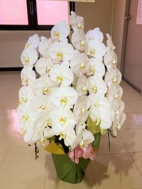 事務所開設お祝い、コチョウラン鉢ご注文ありがとうございました。｜「銀座ニューフラワー」　（東京都中央区の花キューピット加盟店 花屋）のブログ