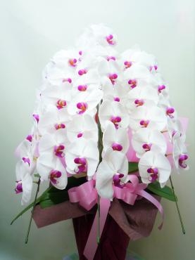 御祝、胡蝶蘭のご注文ありがとうございました。｜「銀座ニューフラワー」　（東京都中央区の花キューピット加盟店 花屋）のブログ