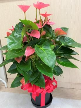 御祝、アンスリューム鉢、ご注文ありがとうございました。｜「銀座ニューフラワー」　（東京都中央区の花キューピット加盟店 花屋）のブログ
