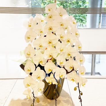 御祝、コチョウランご注文ありがとうございました。｜「銀座ニューフラワー」　（東京都中央区の花キューピット加盟店 花屋）のブログ