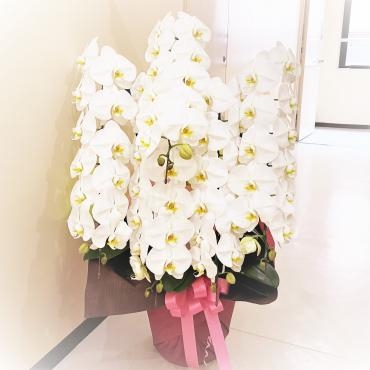 設立記念、お祝いコチョウラン鉢、ご注文ありがとうございました。｜「銀座ニューフラワー」　（東京都中央区の花キューピット加盟店 花屋）のブログ