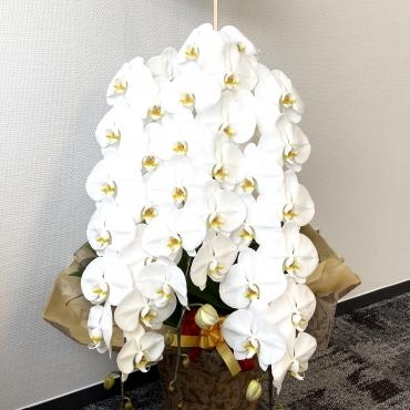 御祝い　コチョウラン鉢、ご注文ありがとうございました｜「銀座ニューフラワー」　（東京都中央区の花キューピット加盟店 花屋）のブログ