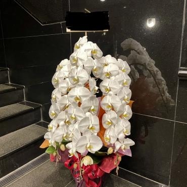 御祝いコチョウラン鉢　ご注文ありがとうございました｜「銀座ニューフラワー」　（東京都中央区の花キューピット加盟店 花屋）のブログ