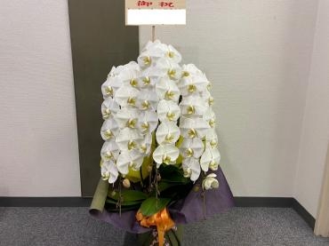御祝　胡蝶蘭鉢　ご注文ありがとうございました。｜「銀座ニューフラワー」　（東京都中央区の花キューピット加盟店 花屋）のブログ