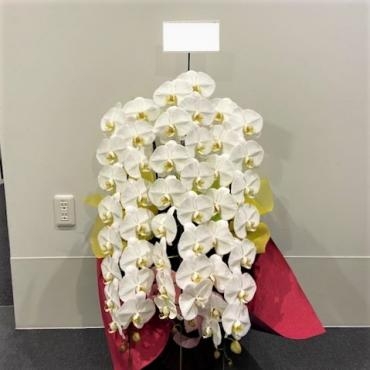 就任祝いコチョウラン鉢　ご注文頂きありがとうございました。｜「銀座ニューフラワー」　（東京都中央区の花キューピット加盟店 花屋）のブログ