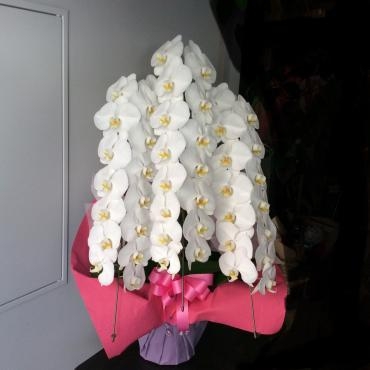 御祝コチョウラン・ご注文ありがとうございました。｜「銀座ニューフラワー」　（東京都中央区の花キューピット加盟店 花屋）のブログ