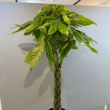 事務所開設お祝い・パキラ観葉植物、ご注文ありがとうございました。｜「銀座ニューフラワー」　（東京都中央区の花キューピット加盟店 花屋）のブログ
