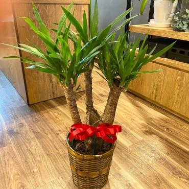 開店お祝いユッカ観葉植物、ご注文ありがとうございました。｜「銀座ニューフラワー」　（東京都中央区の花キューピット加盟店 花屋）のブログ