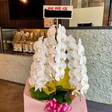 開店お祝いコチョウラン鉢、ご注文ありがとうございました。｜「銀座ニューフラワー」　（東京都中央区の花キューピット加盟店 花屋）のブログ