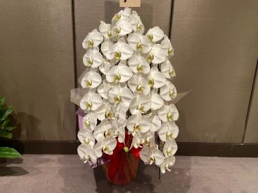 個展開催お祝い、胡蝶蘭３本立ちをご注文主いただきました。ありがとうございました。｜「銀座ニューフラワー」　（東京都中央区の花キューピット加盟店 花屋）のブログ