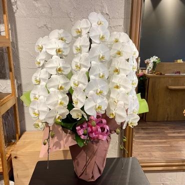 移転御祝　胡蝶蘭の鉢をご注文頂きました。ありがとうございました。｜「銀座ニューフラワー」　（東京都中央区の花キューピット加盟店 花屋）のブログ