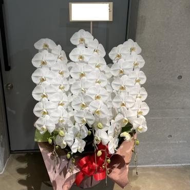 お祝い　コチョウラン５本立ち、ご注文頂きありがとうございました。｜「銀座ニューフラワー」　（東京都中央区の花キューピット加盟店 花屋）のブログ
