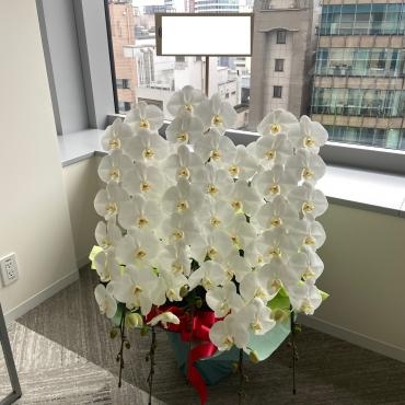 移転お祝いコチョウランをお届け致しました。ありがとうございました。｜「銀座ニューフラワー」　（東京都中央区の花キューピット加盟店 花屋）のブログ