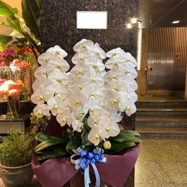 飲食店の開店お祝いに胡蝶蘭をご注文頂きお届け致しました。ありがとうございました。｜「銀座ニューフラワー」　（東京都中央区の花キューピット加盟店 花屋）のブログ