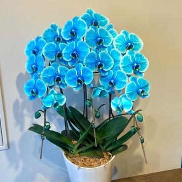 胡蝶蘭ブルー染め、お買い上げありがとうございました。｜「銀座ニューフラワー」　（東京都中央区の花キューピット加盟店 花屋）のブログ