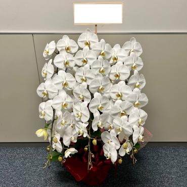 お祝いコチョウラン鉢５本立、お買い上げありがとうございました。｜「銀座ニューフラワー」　（東京都中央区の花キューピット加盟店 花屋）のブログ