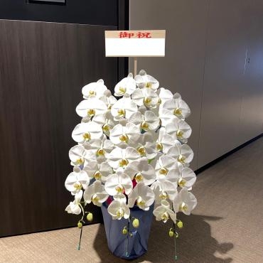 事務所の開業、お祝いに胡蝶蘭鉢をお届け致しました。ご注文ありがとうございました。｜「銀座ニューフラワー」　（東京都中央区の花キューピット加盟店 花屋）のブログ