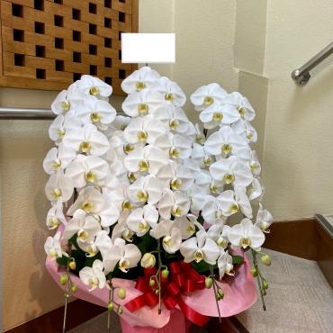 コチョウラン五本立ちを、法人さまのお祝いにお届けいたしました。｜「銀座ニューフラワー」　（東京都中央区の花キューピット加盟店 花屋）のブログ