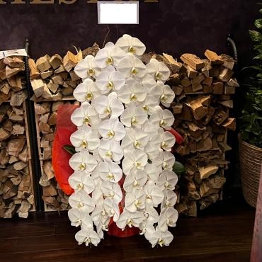 胡蝶蘭３本立ちの鉢をお届け致しました。ありがとうございました。｜「銀座ニューフラワー」　（東京都中央区の花キューピット加盟店 花屋）のブログ