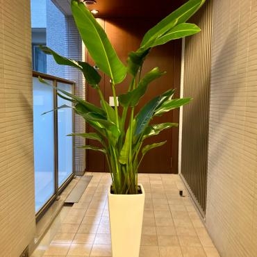 引っ越しお祝い、観葉植物お届けいたしました。｜「銀座ニューフラワー」　（東京都中央区の花キューピット加盟店 花屋）のブログ