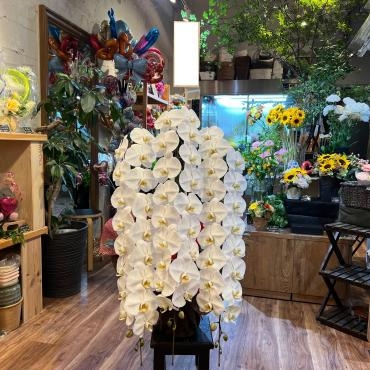御祝、胡蝶蘭の鉢をお届け致しました。｜「銀座ニューフラワー」　（東京都中央区の花キューピット加盟店 花屋）のブログ