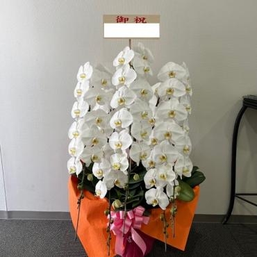 胡蝶蘭５本立、お届け致しました。ご注文頂き誠にありがとうございました。｜「銀座ニューフラワー」　（東京都中央区の花キューピット加盟店 花屋）のブログ