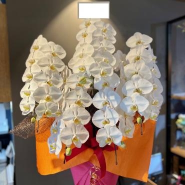胡蝶蘭の５本立をお届け致しました。ご注文誠にありがとうございました。｜「銀座ニューフラワー」　（東京都中央区の花キューピット加盟店 花屋）のブログ
