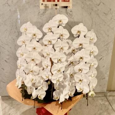 コチョウラン5本立ち、お届けいたしました。｜「銀座ニューフラワー」　（東京都中央区の花キューピット加盟店 花屋）のブログ